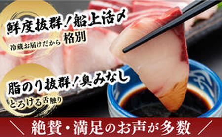 KU281-1-2603 ＜2026年3月発送分＞活じめ！黒瀬ぶりの生鮮ブリロイン2節〜3節（400g前後）
