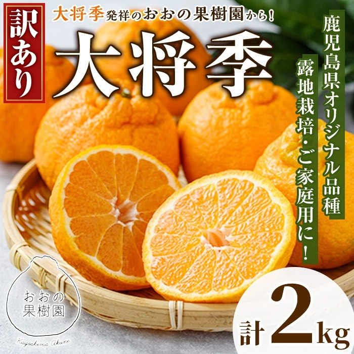 ＜先行予約受付中！2026年3月中旬以降順次発送予定＞数量限定！訳あり・ご家庭用！おおの果樹園の「大将季」(計2kg) 訳あり 訳アリ 果物 フルーツ 果実 柑橘 露地栽培 家庭用 無加温 みかん【おおの果樹園】akn087-01