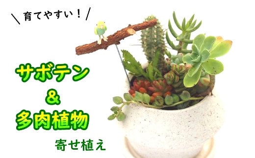 
サボテン＆多肉植物の寄せ植え【白ポット】 ／ インテリア 植物 ギフト おしゃれ 彩花園
