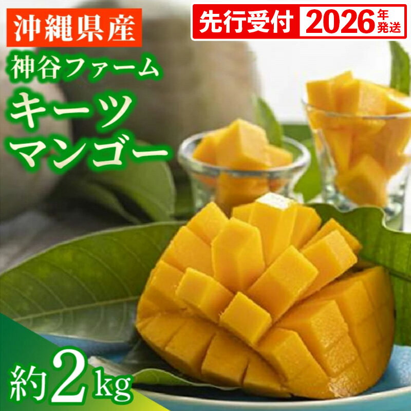 【ふるさと納税】【先行受付】【2026年発送】神谷ファームのキーツマンゴー 約2kg - 先行予約 沖縄県産 産地直送 南国フルーツ 旬の味覚 季節の果物 希少種 贈り物 ギフト 沖縄県 八重瀬町