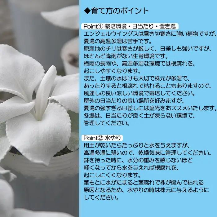 【2026年10月下旬発送開始予定】 鉢物 セネシオ 「エンジェルウイングス」 2.5寸×6鉢 シルバーリーフ 観葉植物 ／ 岩手県 八幡平市  安代リンドウ開発
