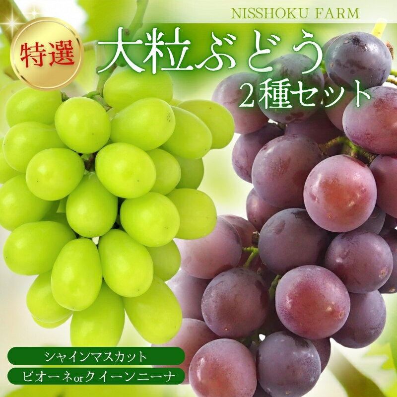 【ふるさと納税】 特選 大粒！ ぶどう2種セット（シャインマスカット入り）岡山 NISSHOKU FARM 【2025年9月下旬～12月順次発送】/ ぶどう ブドウ 葡萄 シャインマスカット ピオーネ クイーンニーナ 先行予約 フルーツ 果物 特選 大粒サイズ 真庭市 フルーツ王国