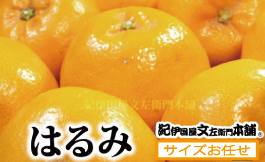 
はるみ 約3kg / サイズおまかせ　※2025年1月下旬～2025年3月中旬頃に順次発送(お届け日指定不可)　紀伊国屋文左衛門本舗 / はるみ みかん 蜜柑 柑橘 フルーツ 果物 【kmtb461B】
