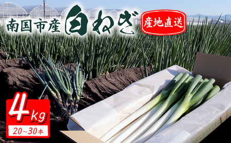 白ねぎ 4kg(20～30本) 長ねぎ