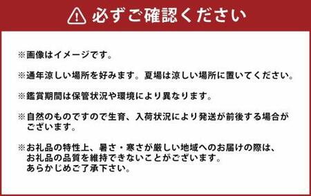 【2024年3月上旬発送開始】 胡蝶蘭 白ミディアム三本立ち 総数21輪程度