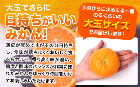 ご家庭用 熊本 大粒みかん 約5kg (3L～5Lサイズ)大玉 みかん 先行予約 熊本 ちょっと 訳あり 傷 たっぷり 熊本県産 熊本県 期間限定 フルーツ 旬 柑橘 長洲町 大粒みかん《2025年1