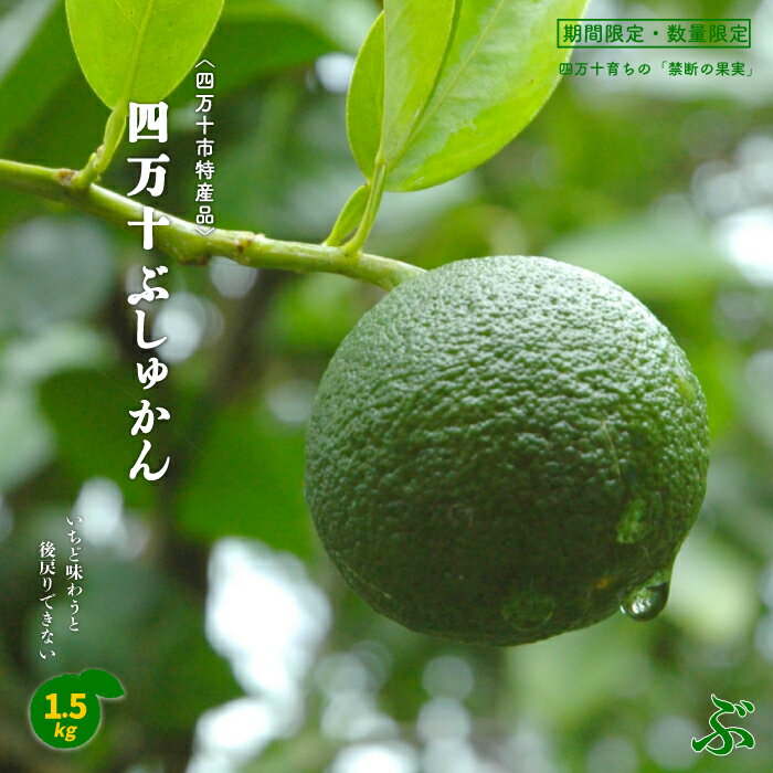 【ふるさと納税】 早期受付 期間限定 数量限定 四万十市特産品 すっきりとした酸味と上品な香り 四万十ぶしゅかん 青玉 1.5kg 国産 フルーツ 果物 旬 ぶしゅかん ブシュカン 仏手柑 柑橘 高知 四万十市 四万十 しまんと 送料無料【発送時期：2025年8月下旬～9月末】25-527