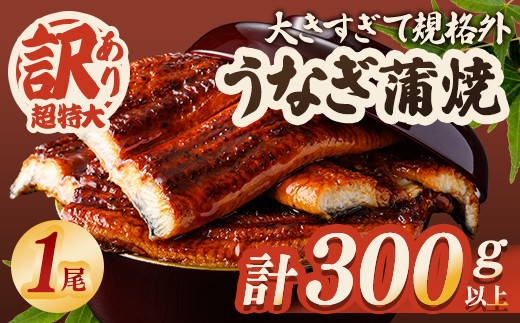 
                  ＜すぐ届く！＞ うなぎ 蒲焼き 1尾 計300g以上 (1尾あたり300g～330g×1尾) 冷凍 たれ 山椒 鰻 ウナギ うな重 ひつまぶし かばやき 訳アリ 規格外 丑の日 茨城県 スピード発送 すぐ 届く【そうざい男しゃく】【ho1684】
                
