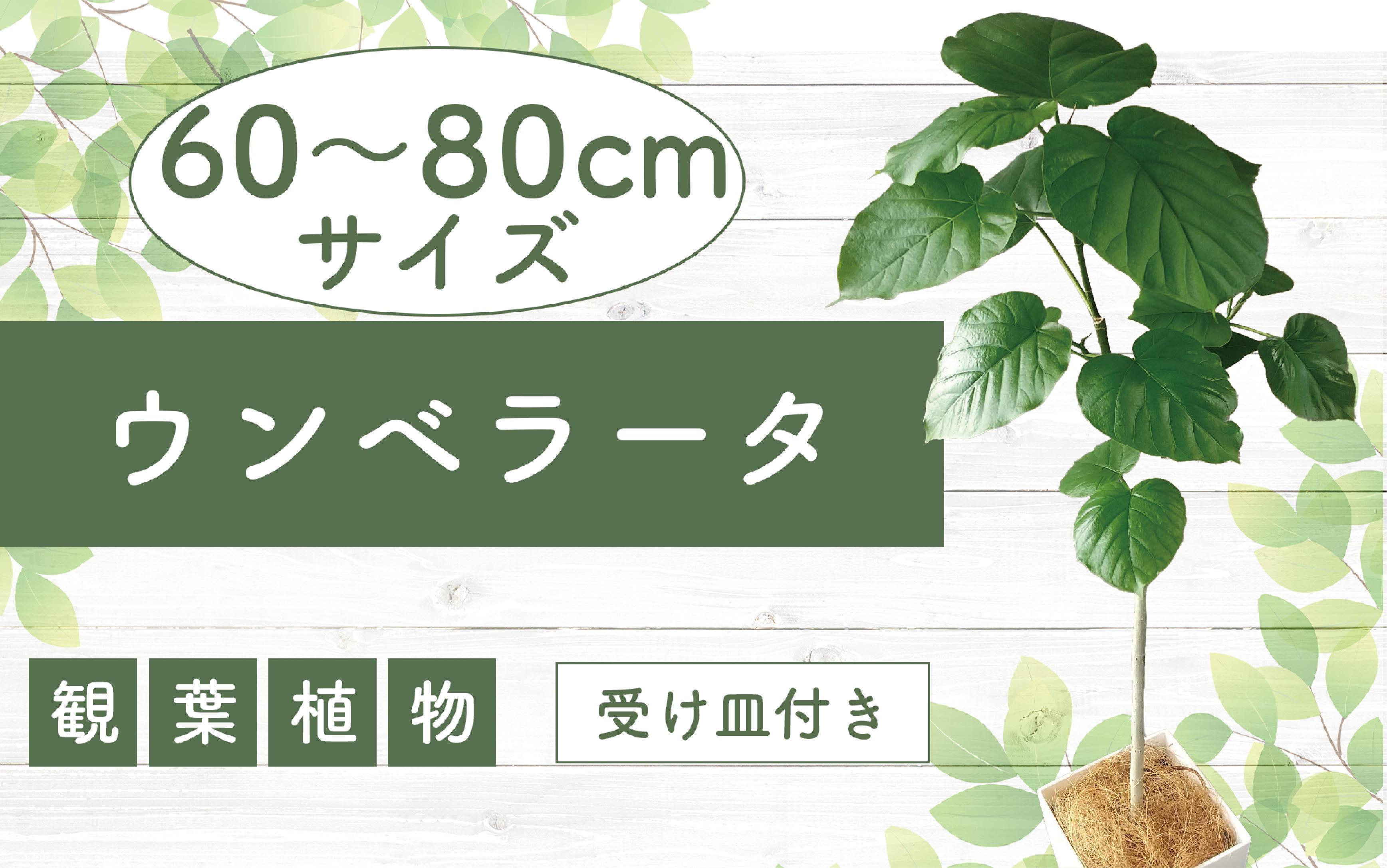 
                  【観葉植物】ウンベラータ60cm～80cm(Green Base/IB003-040) 南国鹿児島県で育った 観葉植物！植物 鉢付 インテリア 室内 オフィス おしゃれ プレゼント ギフト 開店祝い 移転祝い マイナスイオン【配送不可地域：北海道・沖縄県・離島】
                