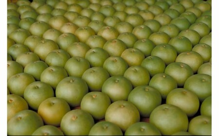 二十世紀梨 5kg 鳥取県産 先行予約受付 JA 米子選果場 2026年収穫分 なし 5キロ 0924