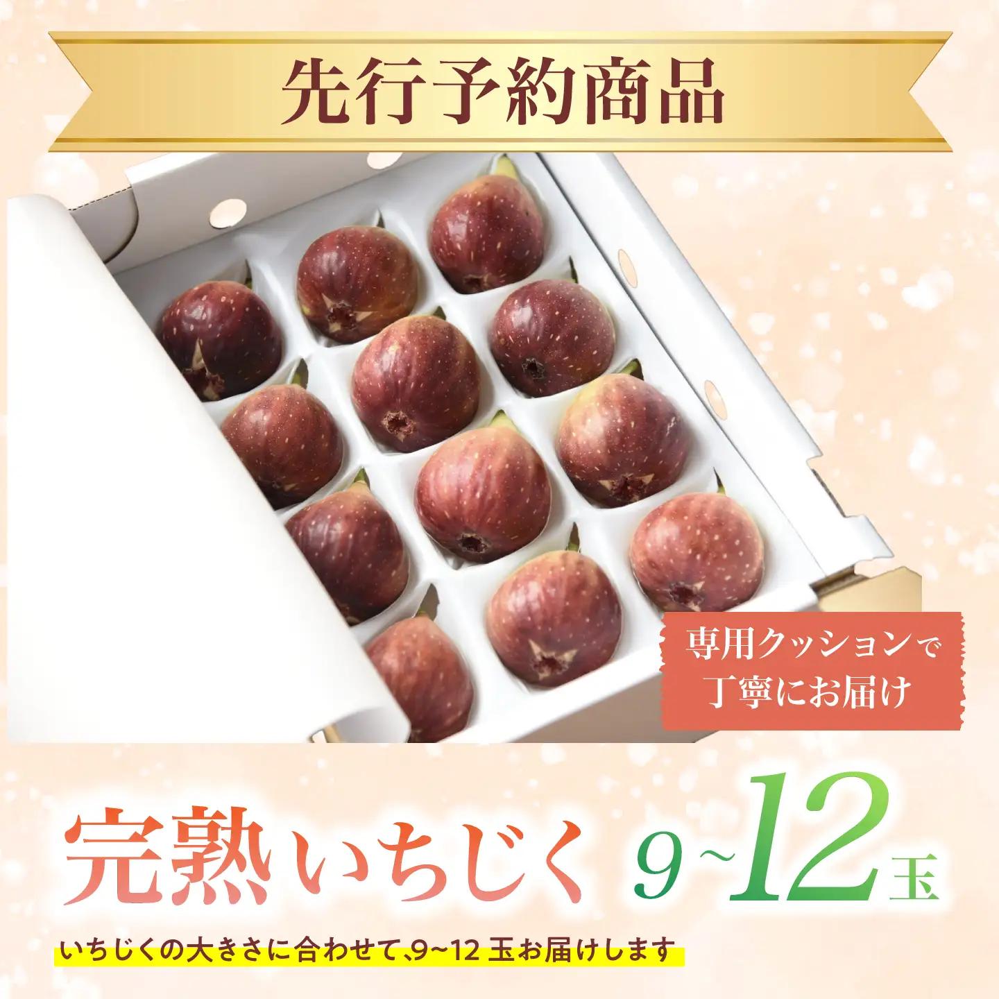 【先行予約】 完熟いちじく 9-12玉（サイズおまかせ） / いちじく フルーツ 完熟 朝採れ イチジク 岐阜市 / tete. 【配送不可地域：北海道・沖縄・離島】[ANJZ001]