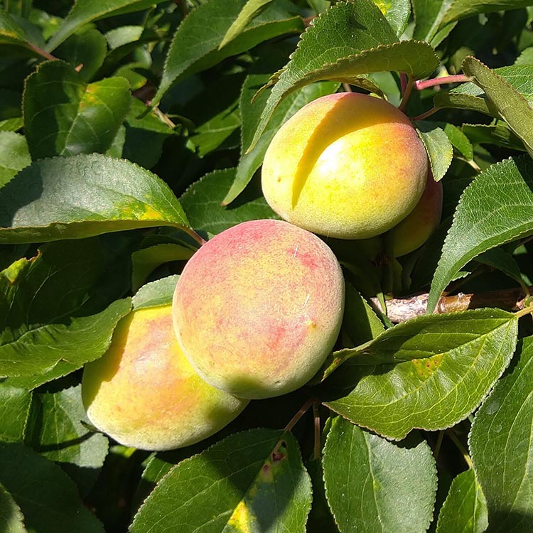 ＜6月発送＞厳選  紀州南高梅(青梅)5kg+150g（傷み補償分）〇【朝摘み・とれたて直送便】【梅干し・梅酒・梅ジュース】【和歌山産】※2025年6月上旬～6月下旬頃に順次発送予定　※北海道・沖縄・離島への配送不可