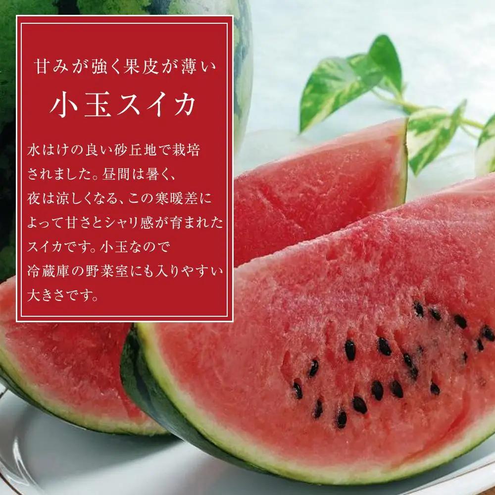 【2026年6月上旬～発送】【先行予約】小玉 スイカ 1kg（1玉）