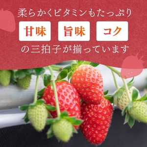 【1226_03】農家直送！大粒完熟まりひめ　いちご　2パック（3月発送）配送不可地域【北海道・沖縄・離島】