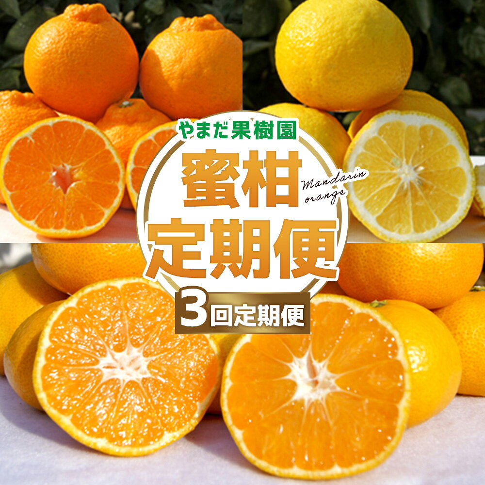 【ふるさと納税】【3回定期便】やまだ果樹園の柑橘定期便　みかん ミカン 蜜柑 たらみかん 太良みかん 柑橘 国産 フルーツ 果物 くだもの 果実 ビタミン豊富 爽やか 甘い 濃厚 贈答品 贈り物 定期便 定期 佐賀県 太良町 Q63x1 【2026年12月上旬-2027年3月上旬発送予定】