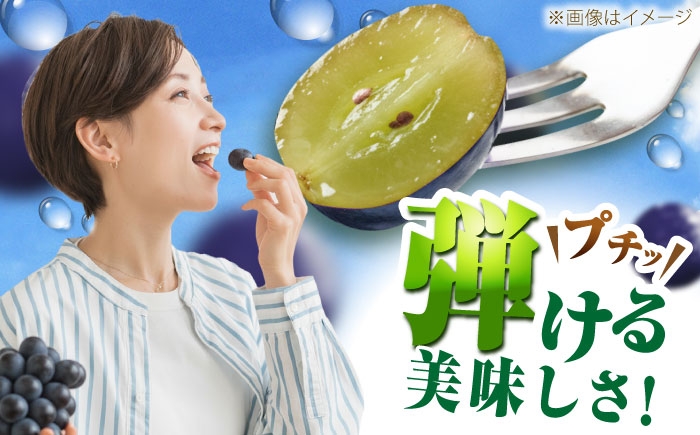 ぶどう ブドウ 葡萄 果物 ピオーネ 訳あり 甘い おいしい 産地直送