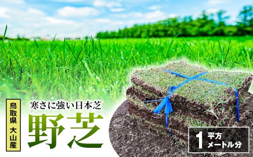 YG-01　寒さに強い日本芝「野芝」1平方メートル分