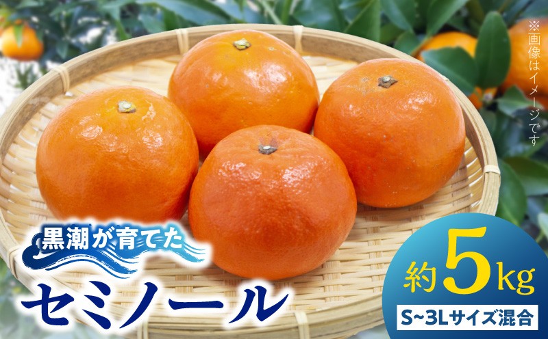 
                  AE6118_【訳あり 家庭用】 黒潮が育てた セミノール 約5kg (S~3Lサイズ混合)
                