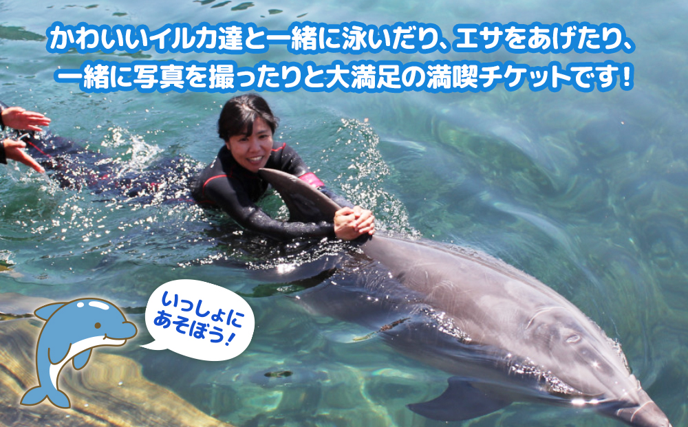 イルカと泳ごう！シングル（イルカとふれあい体験チケット）体験チケット レジャーチケット アクティビティ 動物ふれあい 大分県産 九州産 津久見市 熨斗対応【tsu001204】