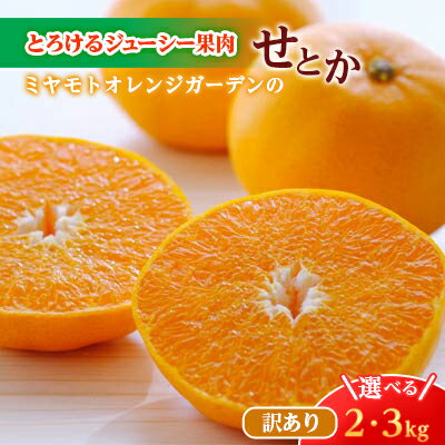 【ふるさと納税】【2026年2月以降発送】とろける濃厚柑橘 せとか (2kg / 3kg) 愛媛県八幡浜産【訳あり】_ みかん ミカン 蜜柑 せとか 訳あり 果物 くだもの フルーツ デザート 甘い ジューシー おいしい かんきつ 柑橘 柑橘類 国産 愛媛 愛媛県 八幡浜市 【G1128816】