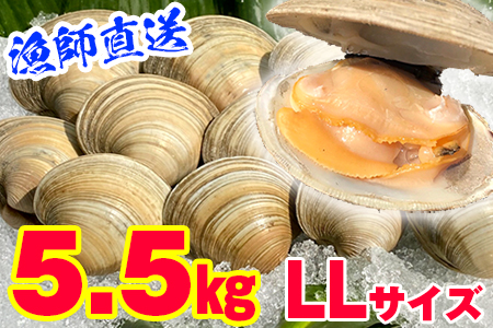 漁師直送！活ホンビノス貝5.5kg◇（LLサイズ）