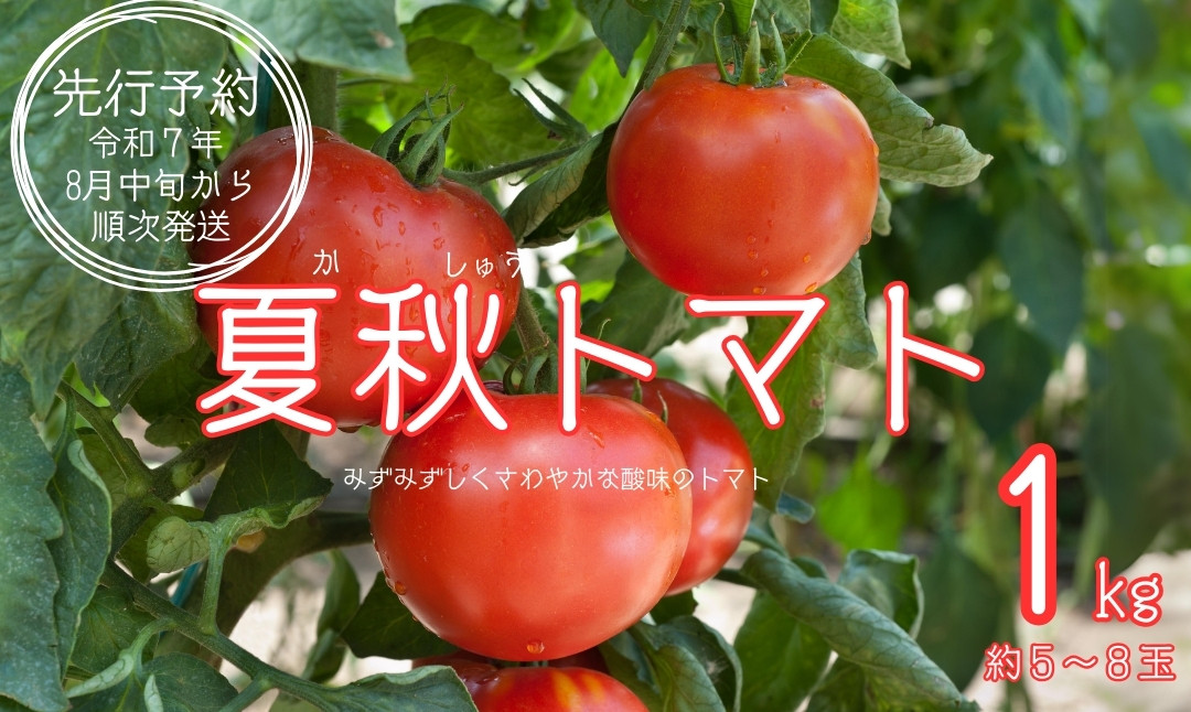 
            【先行予約】令和7年8月中旬から順次発送 夏秋トマト1キロ 〈ぴの山ファーム〉 酸味 みずみずしさ とまと トマト 夏秋 野菜 奈良県 奈良市 なら 7-013
          