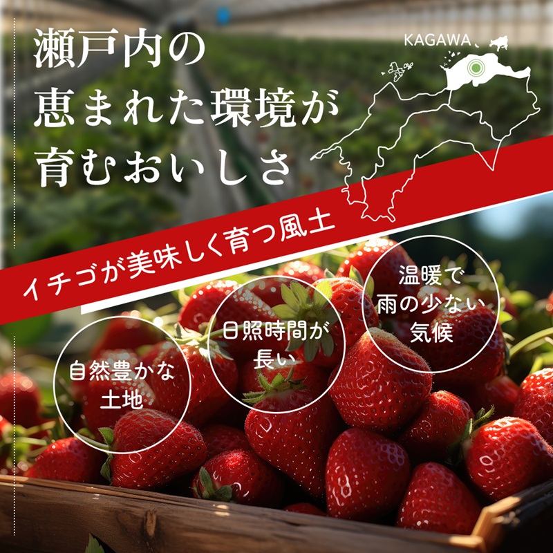 香川讃岐の毎日食べたい「さぬきひめいちご 1kg」
