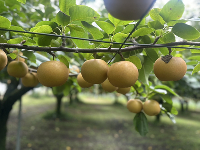 【先行予約】岸田農園の完熟梨 あきづき【3kg,5-12玉入り】 | 梨 なし 秋月 果物 フルーツ 完熟 ジューシー 秋 旬 産地直送 期間限定 季節限定 季節商品 送料無料 国産 栃木県 芳賀町 