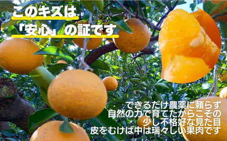 訳あり 甘夏 8kg サイズ ミックス 8000円 ご家庭用 送料無料 産地直送 農家直送 減農薬 栽培 フルーツ 果物 柑橘 あまなつ 旬の味覚 爽やか 香り 甘酸っぱい ほろ苦い 大人 の 味 マ