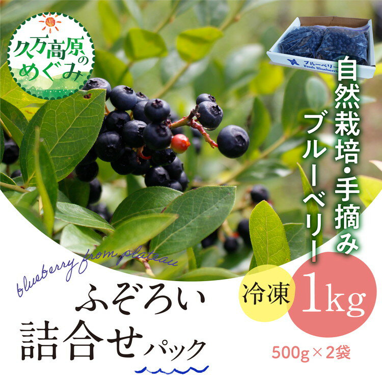 【ふるさと納税】農園直送 不揃い手摘み 冷凍 ブルーベリー 500g×2袋 計1kg 使い方いろいろ ｜ 愛媛県 久万高原町 廣瀬農園 自然派 高原栽培 国産 フルーツ ベリー おやつ 製菓用 スムージー ヨーグルト 朝食 ビタミンC 食物繊維 長期保存 ※離島への配送不可