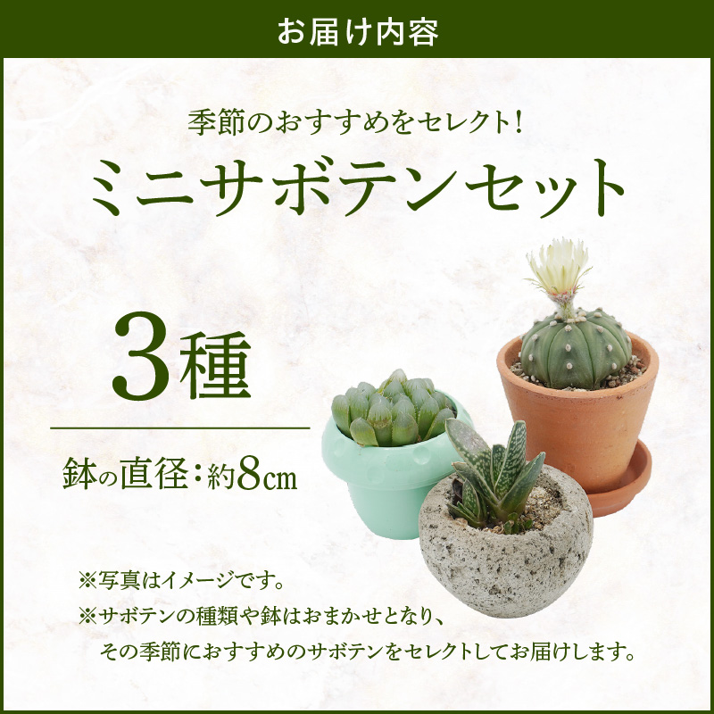 ミニ サボテン セット（3種）