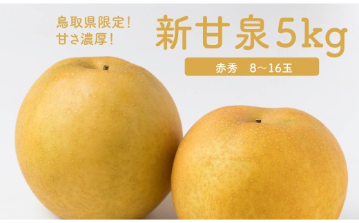 【2026年発送分先行受付】新甘泉 5kg 8玉～16玉 赤秀 JA鳥取いなば 8月下旬から順次発送【もぎたて 旬 フルーツ 果物 オリジナルブランド 新品種 赤梨 梨 シャキシャキ 新甘泉】 ＜Y024＞