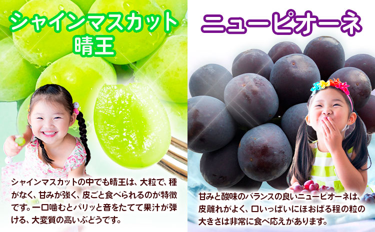 【先行予約】定期便3回コース 岡山のフルーツ ニューピオーネ 2房 シャインマスカット 晴王 2房 あたご梨 2玉 (1玉約750g) 化粧箱入り 株式会社山博(中本青果) 《9月上旬-11月下旬頃出