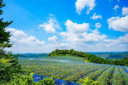 岡山県井原市美星町産 ニューピオーネ「美澪」 2kg箱（3～5房入り）贈答用