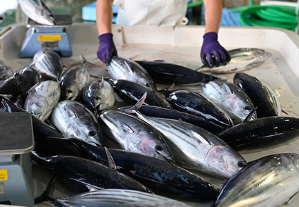 数量限定 希少 生かつお 藁焼きタタキ 250g以上 冷蔵 鰹たたき 高知県大月町 本場の香り