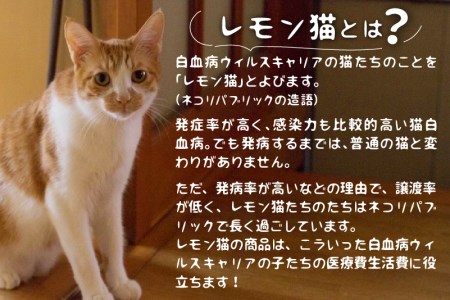 先行予約【6～8月発送】レモン猫冷し中華 6袋12食 細麺 ちぢれ麺 飛騨 常温 生麺 麺の清水屋 (SAVE THE CAT HIDA支援)[AL002-CP01] seas8