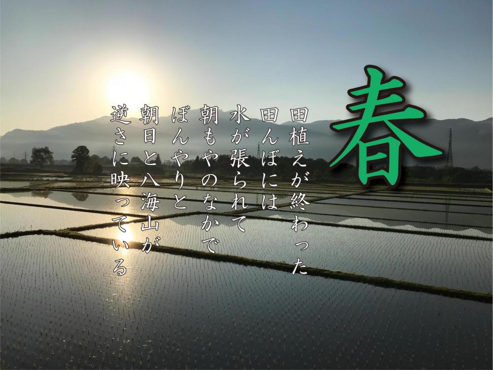 【令和8年産 新米】【定期便 南魚沼産】コシヒカリ 白米10kg×6回【定期便 銘柄米 ブランド米 精米 こしひかり コシヒカリ 魚沼産 新潟米 産地直送 お米 米 こめ コメ ご飯 御飯 ごはん】