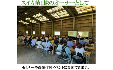 【数量限定】富里スイカオーナー権（１株）ふるさと納税 スイカ オーナー 大玉スイカ 千葉県 富里市 TMA001