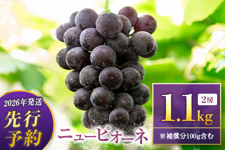 2027年出荷 ぶどう ニューピオーネ 1kg 果物 フルーツ B683-27
