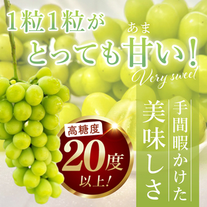 【先行予約】【2025年9月以降発送】糖度約20～22度！美味しさにこだわったシャインマスカット（約1100g）1～2房 化学肥料不使用 農家直送【葡萄 ぶどう マスカット フルーツ 果物 くだもの 