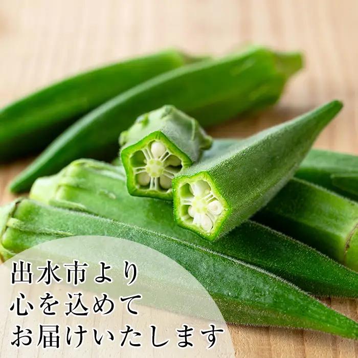 いずみ産 オクラ 新たな品種・ジュピター 600g 【イーサイドライン】 i1216-A