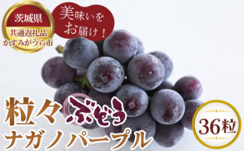 No.295 【先行予約】粒々ぶどう36粒　ナガノパープル【茨城県共通返礼品 かすみがうら市】 ／ 旬 新鮮 葡萄 ブドウ 果物 フルーツ 茨城県 特産品