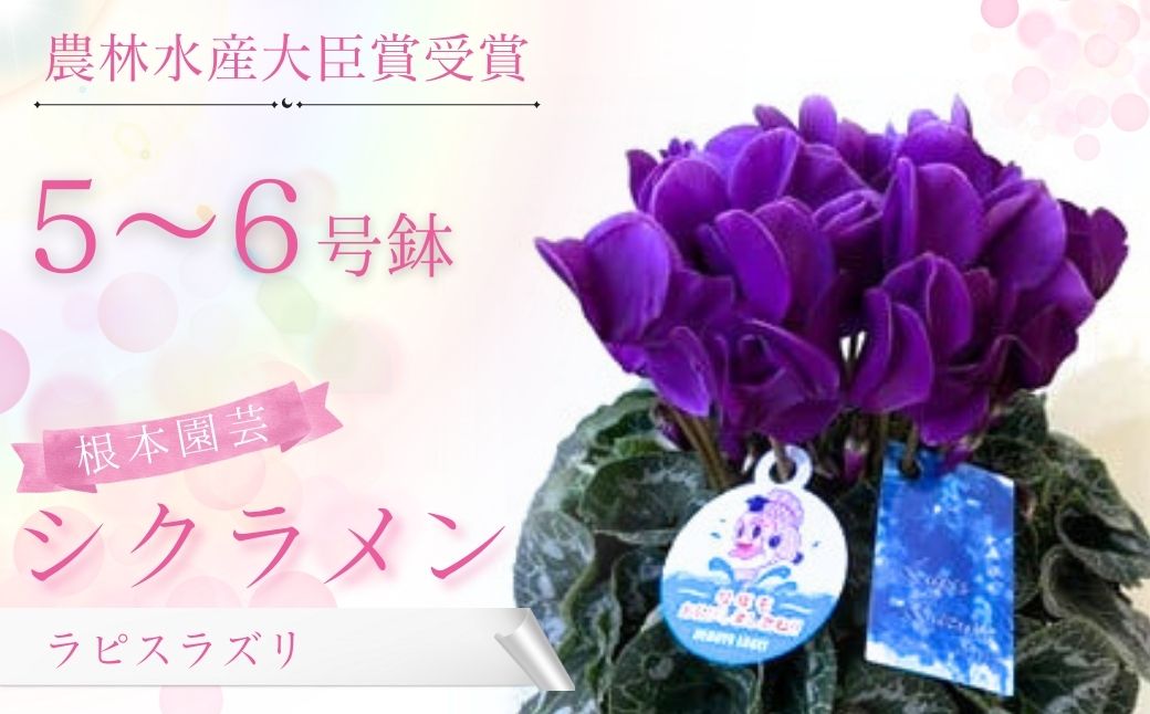 【ふるさと納税】【先行予約】シクラメン ラピスラズリ 選べる種類 花 お花 ガーデンシクラメン ブルー 青 紺青色 花ギフト フラワーギフト 鉢花 鉢植え ギフト プレゼント 贈答 農林水産大臣賞受賞 根本園芸