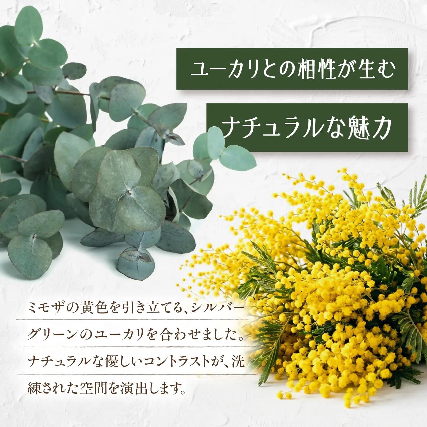 雑貨 ユーカリとミモザのスワッグ BLAW001