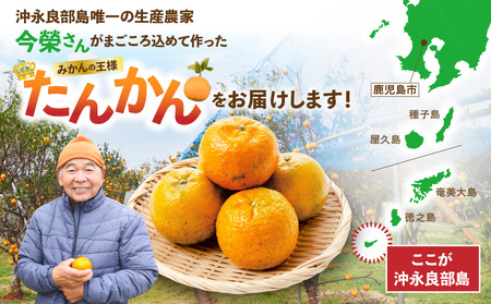 【 2026年 先行予約 】＜ ご家庭用 ＞ 訳あり たんかん 2kg （ 2026年 2月 より 順次発送 ） C071-001-02 わけあり 希少 フルーツ 果物 柑橘 かんきつ 柑橘類 ジュー