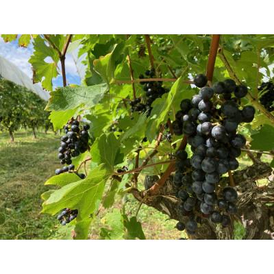 ふるさと納税 花巻市 「早池峰の恵み」モリタワイン カベルネ・ソーヴィニヨン2021 ダム貯蔵ワイン |  | 03