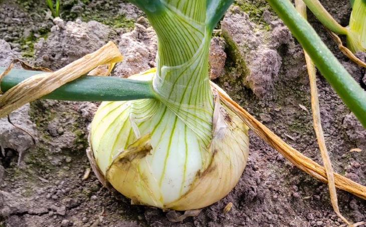 【新玉予約！】【仲田農園】超極早生淡路新玉葱3kg