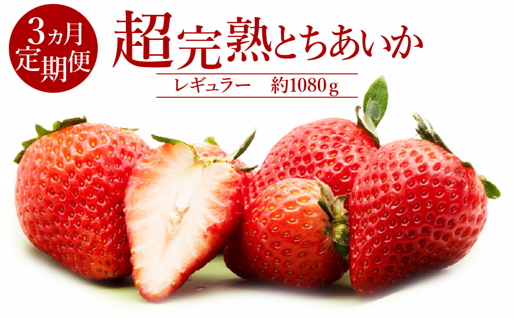 【先行受付：1月中旬以降発送】＜3ケ月定期便＞いちご「茂木完熟いちご」　篠崎さんが育てた 朝どれとちあいか レギュラーサイズ 約270g × 4パック 合計 1080g | いちご イチゴ 苺 とちあいか 完熟 果物 フルーツ くだもの 旬 産地直送 栃木県産 篠崎いちご園 栃木県 茂木町