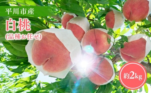 【2026年産 先行予約】平川市産白桃 品種お任せ(あかつき/まどか/伊達白桃) 約２㎏(6-8玉)【今井農園】[hi-0064-003]