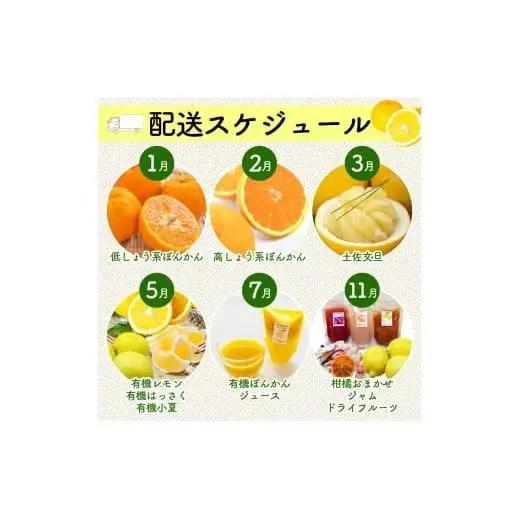 全 3回 3ヶ月 果物 定期便 ぽんかん 土佐文旦